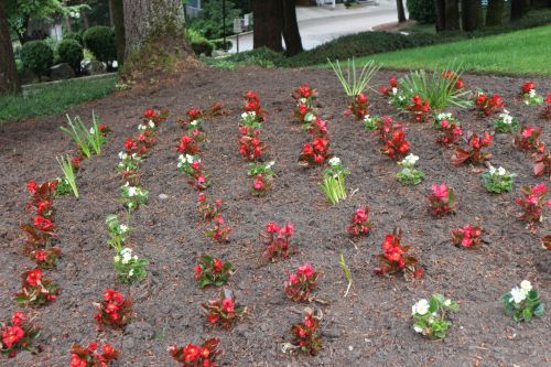 Red Flowers 2