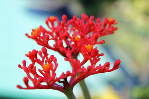 Red Flowers 2