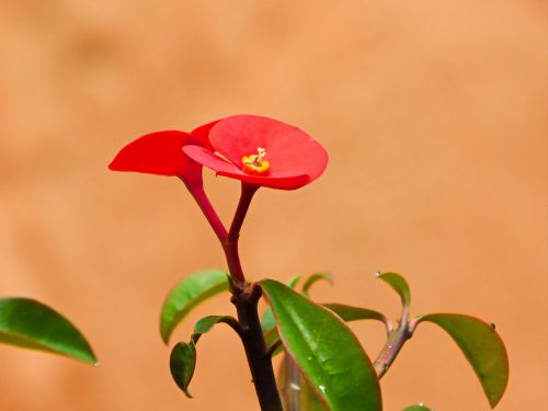 red flowers nature garden