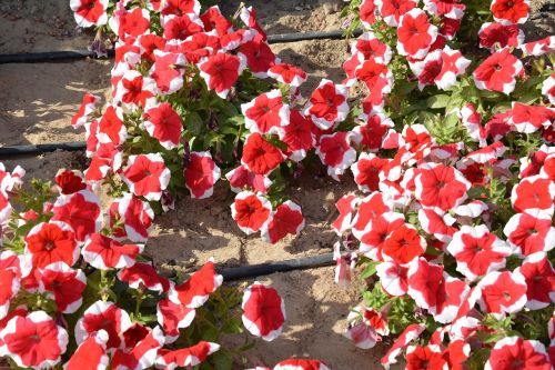 red flowers petunia summer