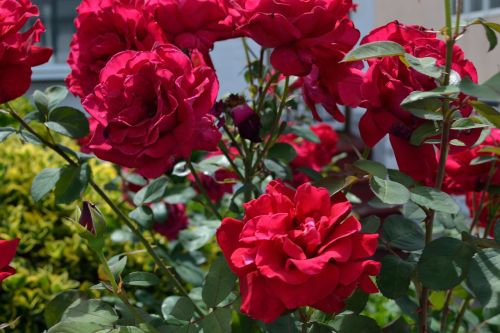 red flowers floral garden