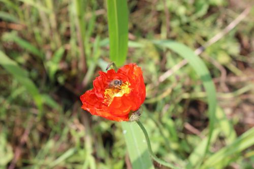 red flowers bee pistil