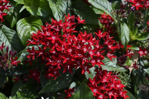 red flowers leaves botanical garden