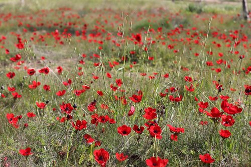 red flowers  nature  spring