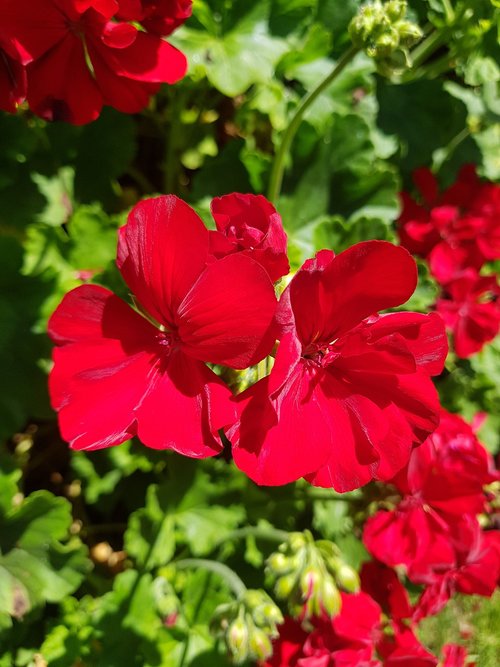 red flowers  bloom  garden