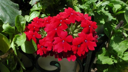 Red Flowers In A Basket