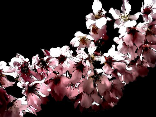 Red Flowers On Black Background