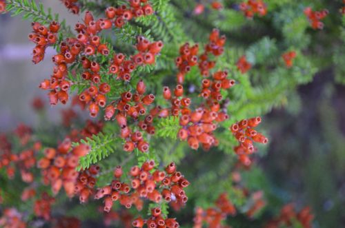 Red Flowers