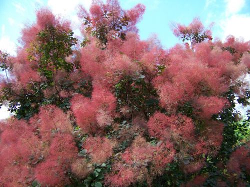 Red Fluffy Blooms