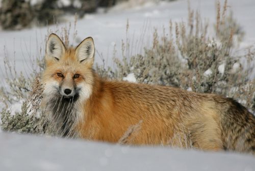 red fox wildlife nature