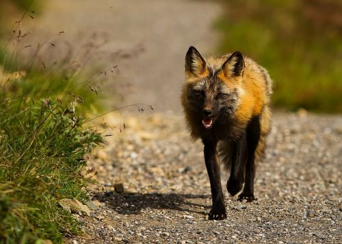 red fox alaska wildlife