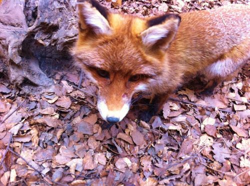 red fox european fox mammal