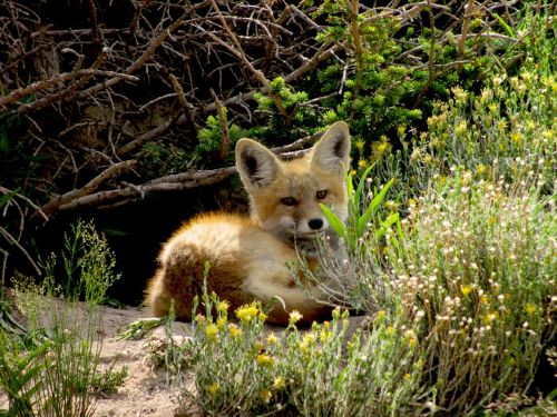 red fox wildlife nature