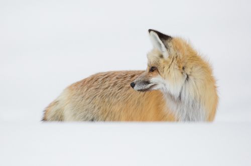 red fox portrait looking