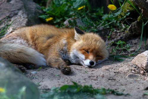 red fox  animal  mammal