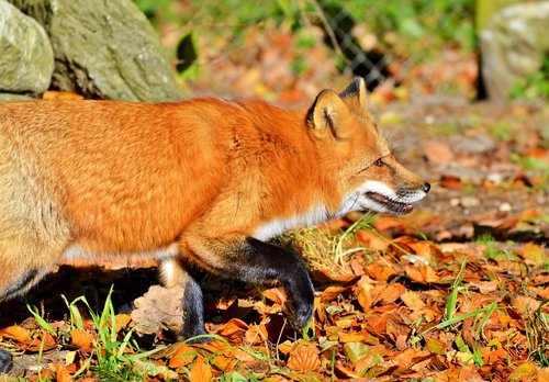 red fox  fuchs  wild animal