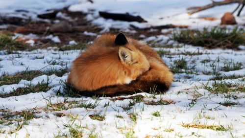 Red Fox Sleeping In Snow
