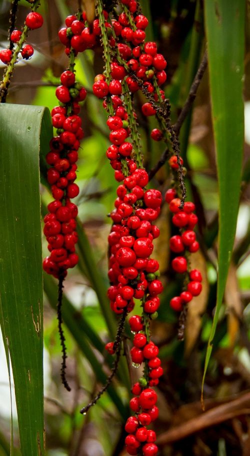red fruited palm lily cordyline rubra plant