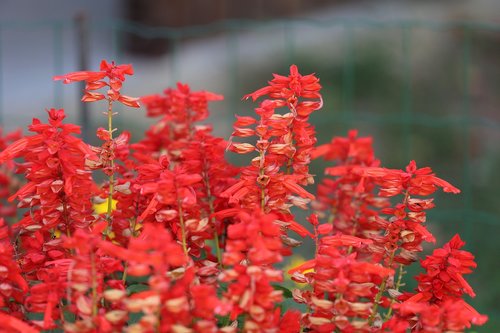 red garden sage  salvia  flower