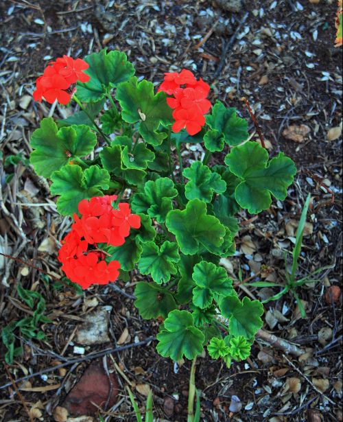 Red Geranium