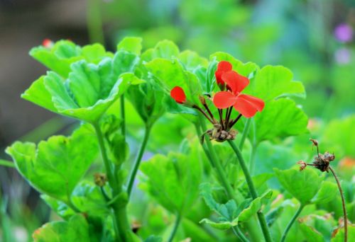 Red Geranium Flower