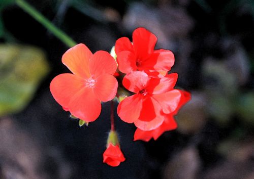 Red Geranium Flower