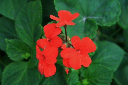 Red Geranium Flower