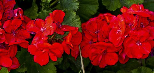 Red Geranium Flower Banner