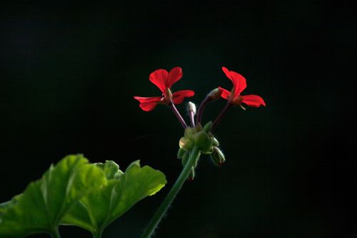 Red Geranium Petals