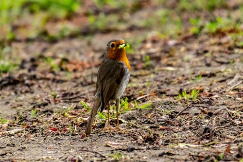 red goblets  bird  nature