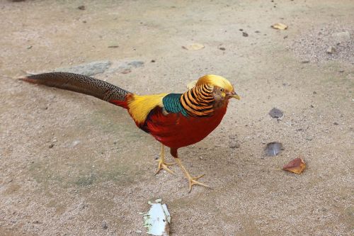 red golden pheasants peafowl bird