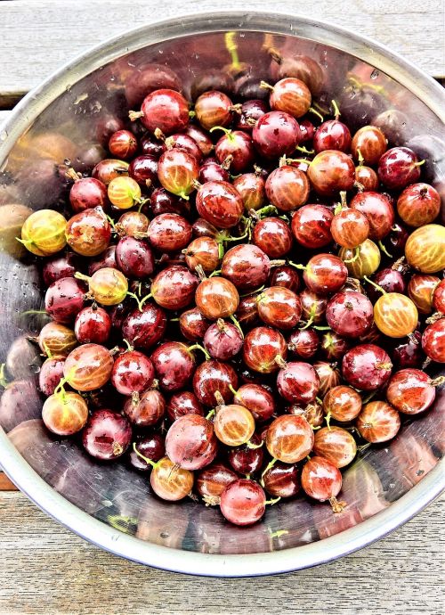 red gooseberries fruits soft fruit