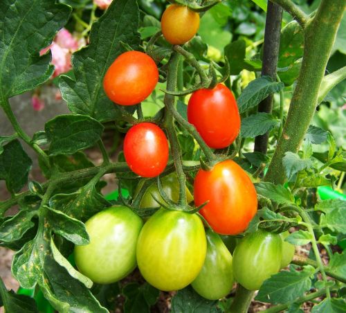 red-green tomato vegetables food