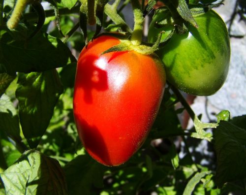 red-green tomato vegetables food