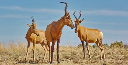 red hartebeest  antelope  hartebeest