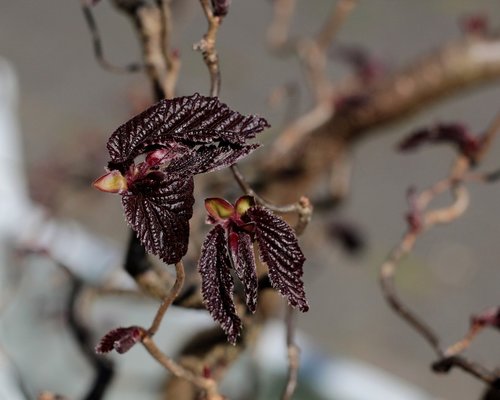 red hazel  nascent  buds