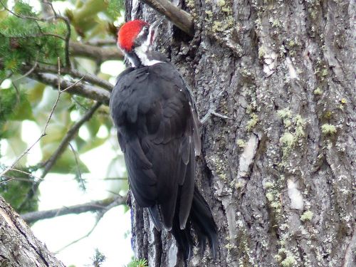red headed woodpecker woody