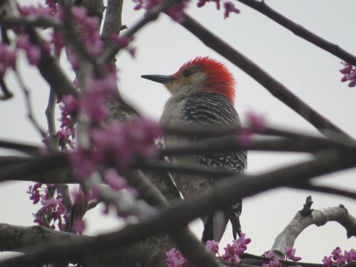 red-headed woodpecker woodpecker bird