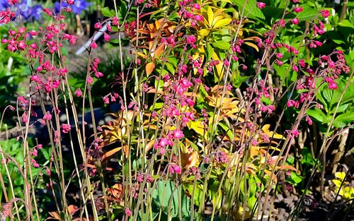 red heuchera  flower  red