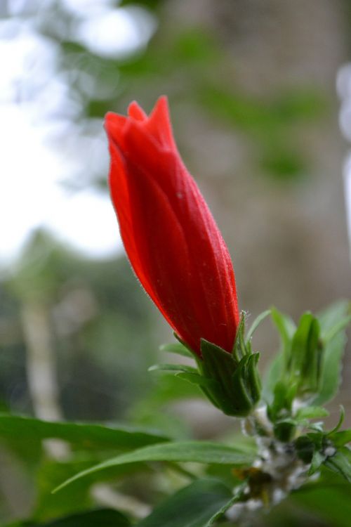 Red Hibiscus