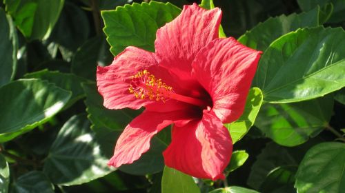 red hibiscus floral plant