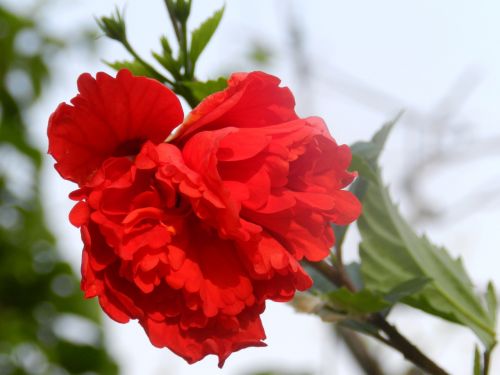 red hibiscus flower blossom