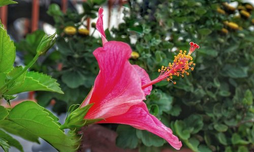 red hibiscus  tropical hibiscus  flower