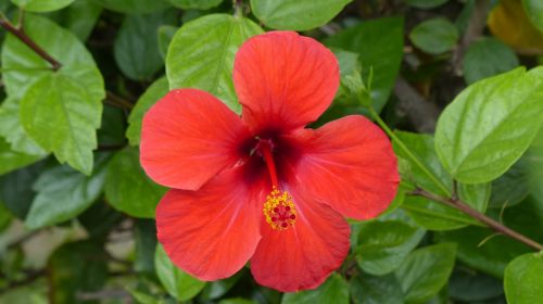 red hibiscus flowers character
