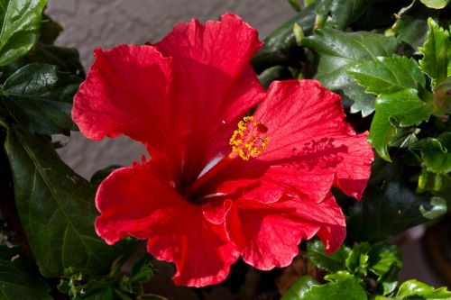 Red Hibiscus Bloom