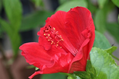 Red Hibiscus Flower Profile