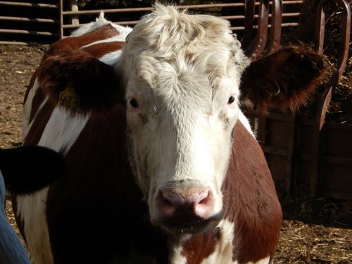 red holstein steer beef cow