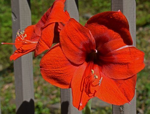 red-hot amaryllis flower blossom
