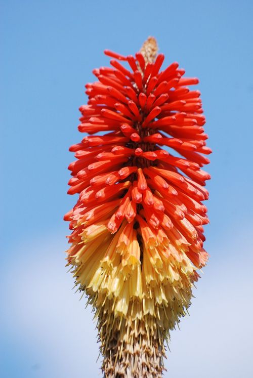 red hot poker kniphofia flower