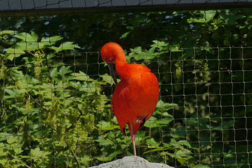 red ibis  bird  zoo